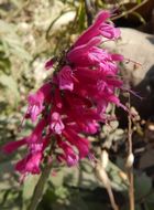 Image of Salvia townsendii Fernald