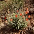 Plancia ëd Silene laciniata subsp. greggii (Gray) C. L. Hitchc. & Maguire