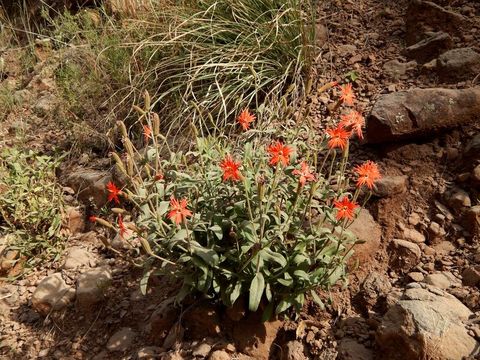 Image de Silene laciniata subsp. greggii (Gray) C. L. Hitchc. & Maguire