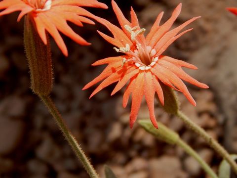 Image de Silene laciniata subsp. greggii (Gray) C. L. Hitchc. & Maguire