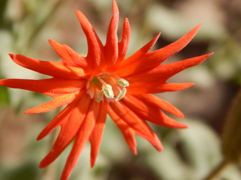 صورة Silene laciniata subsp. greggii (Gray) C. L. Hitchc. & Maguire