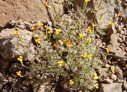 Слика од Tagetes triradiata Greenm.