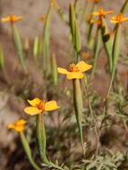 Tagetes triradiata Greenm. resmi