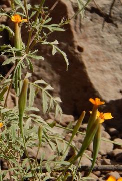 Plancia ëd Tagetes triradiata Greenm.