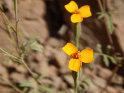 Слика од Tagetes triradiata Greenm.