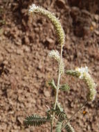 Image of whiteflower prairie clover