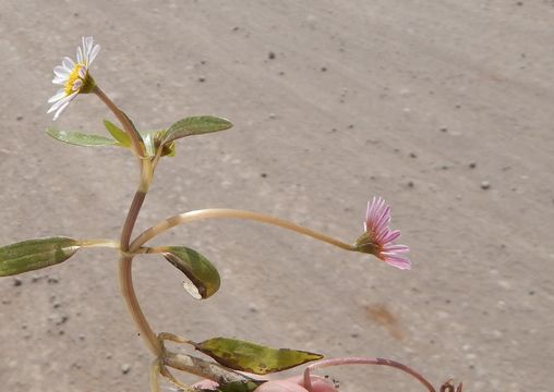 Plancia ëd Jaegeria glabra (S. Wats.) B. L. Robinson