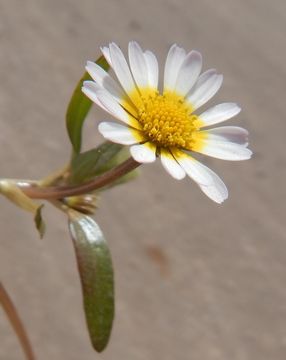 Image of Jaegeria glabra (S. Wats.) B. L. Robinson