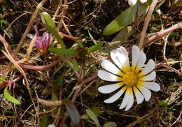 Imagem de Jaegeria glabra (S. Wats.) B. L. Robinson