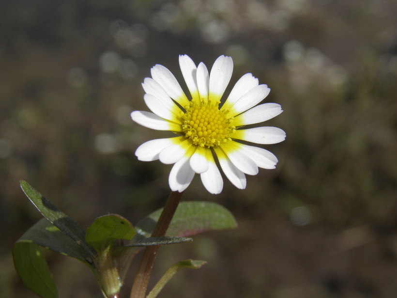 Imagem de Jaegeria glabra (S. Wats.) B. L. Robinson