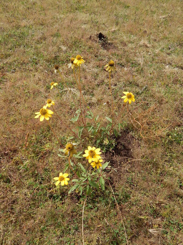 Слика од Heliopsis parvifolia A. Gray