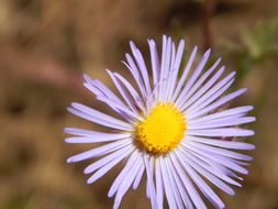 Image of Mexican tansyaster