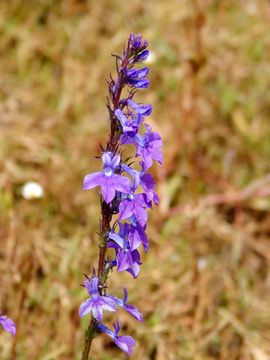 Image of Fringe-Leaf Lobelia