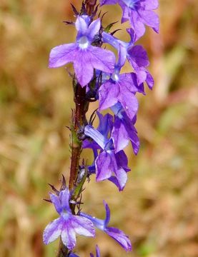 Imagem de Lobelia fenestralis Cav.