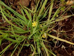 Image of Mexican yellow star-grass