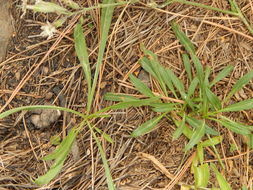 صورة Silene scouleri subsp. pringlei (S. Wats.) C. L. Hitchcock & Maguire