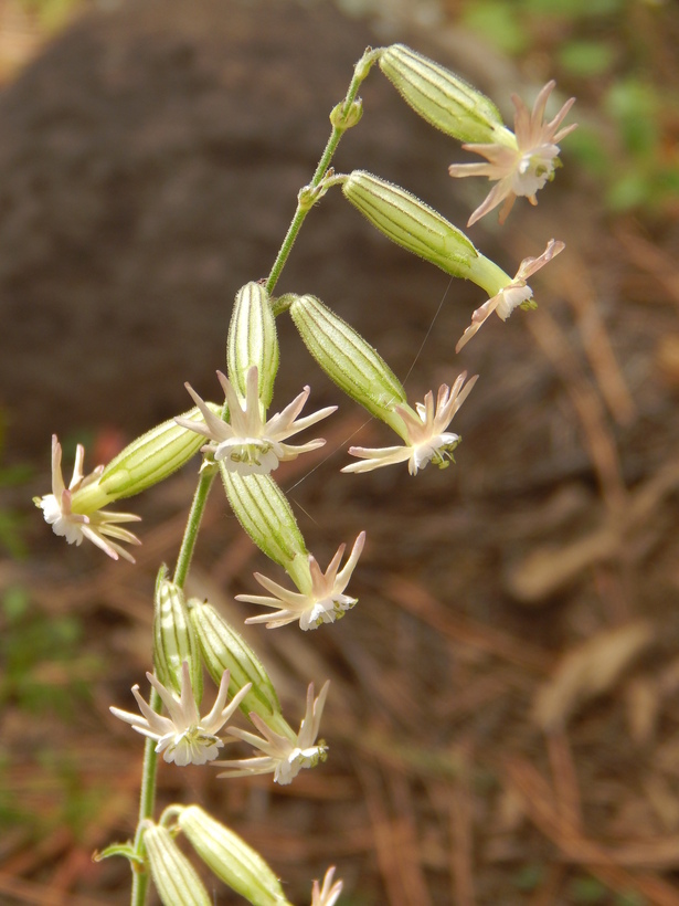 صورة Silene scouleri subsp. pringlei (S. Wats.) C. L. Hitchcock & Maguire