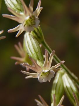 Image of simple campion