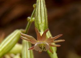 صورة Silene scouleri subsp. pringlei (S. Wats.) C. L. Hitchcock & Maguire