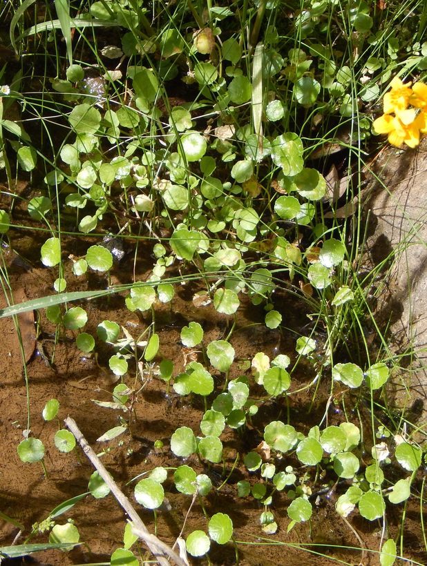 Image of whorled marshpennywort