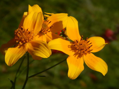 Bidens aurea (Ait.) Sherff resmi