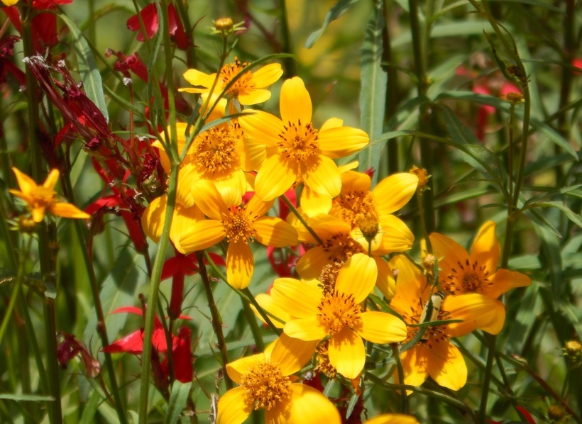 Bidens aurea (Ait.) Sherff的圖片