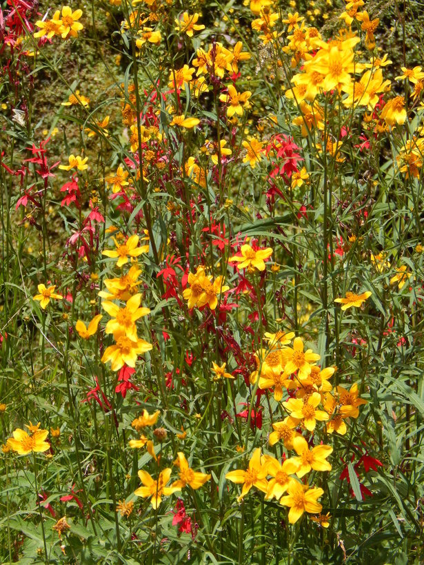 Bidens aurea (Ait.) Sherff的圖片