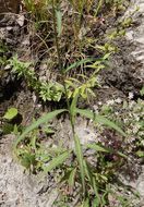 Bidens aurea (Ait.) Sherff的圖片