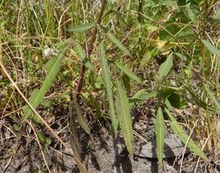 Bidens aurea (Ait.) Sherff的圖片