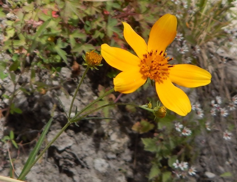 Bidens aurea (Ait.) Sherff的圖片