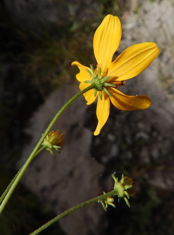 Bidens aurea (Ait.) Sherff的圖片