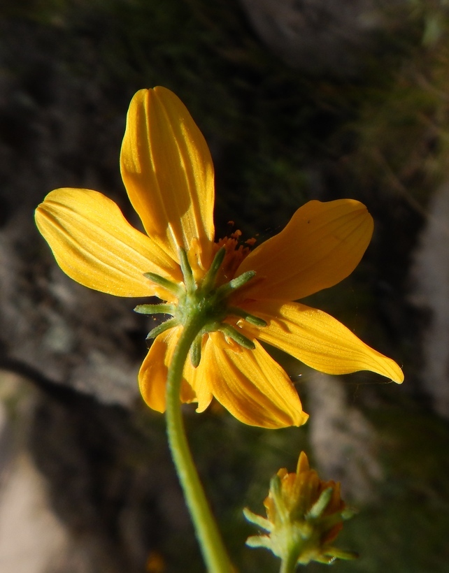 Bidens aurea (Ait.) Sherff的圖片