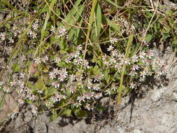 Perityle microcephala A. Gray resmi