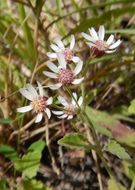 Perityle microcephala A. Gray resmi