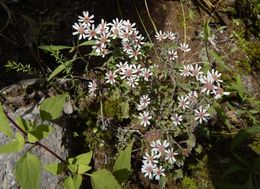 Perityle microcephala A. Gray resmi