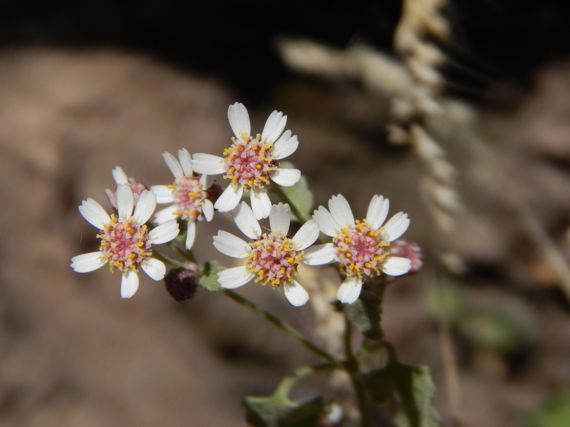 Perityle microcephala A. Gray resmi