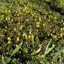 Image of <i>Mimulus dentilobus</i>