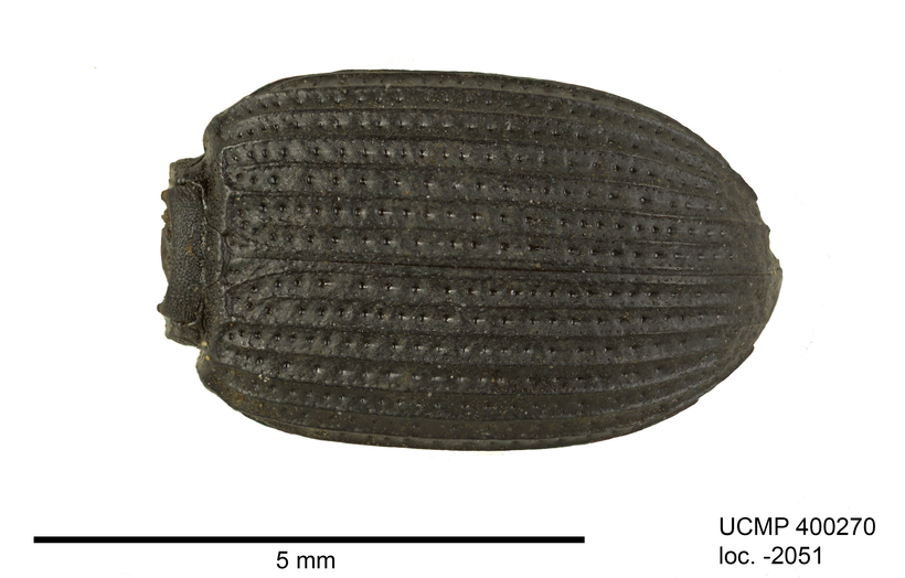 Image of Pterostichus (Hypherpes) illustris Le Conte 1851