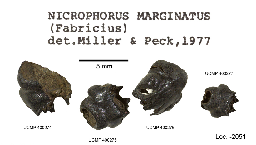 صورة Nicrophorus (Nicrophorus) marginatus (Fabricius 1801)