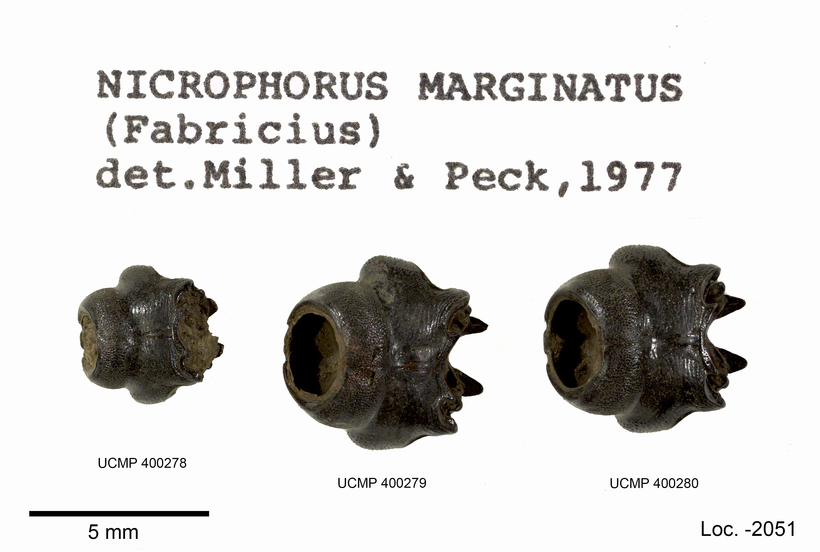 Image of Margined Burying Beetle