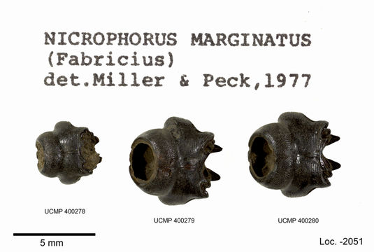 صورة Nicrophorus (Nicrophorus) marginatus (Fabricius 1801)