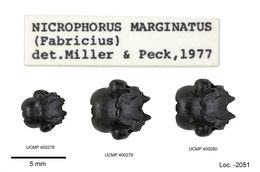 صورة Nicrophorus (Nicrophorus) marginatus (Fabricius 1801)