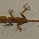 Image of Fan-fingered gecko