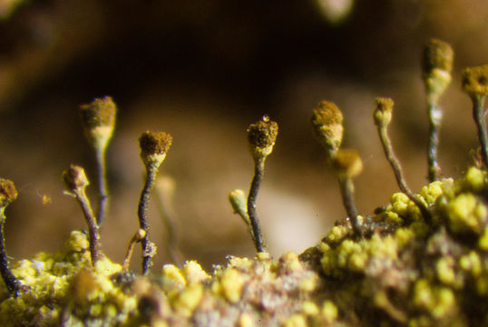 Image of needle lichen