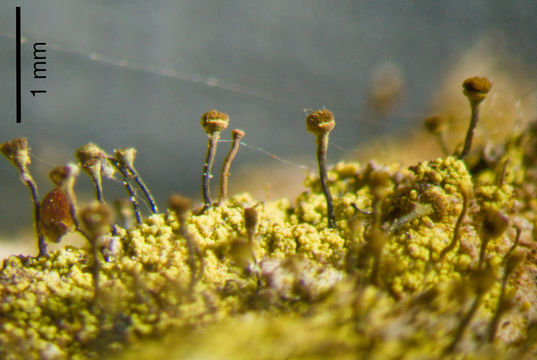 Image of needle lichen