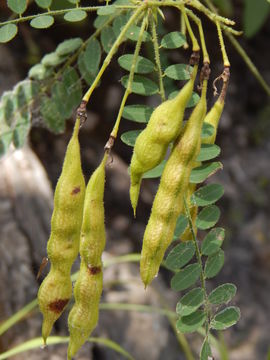 Plancia ëd Diphysa racemosa Rose