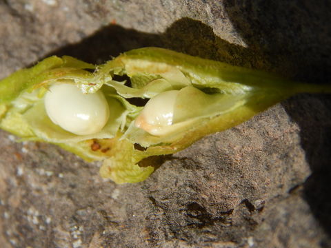 Plancia ëd Diphysa racemosa Rose