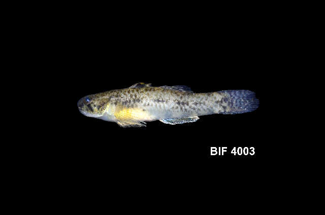 Image of River Gobies