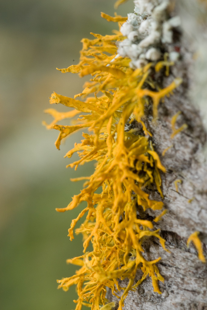 Imagem de <i>Xanthoria polinarioides</i>