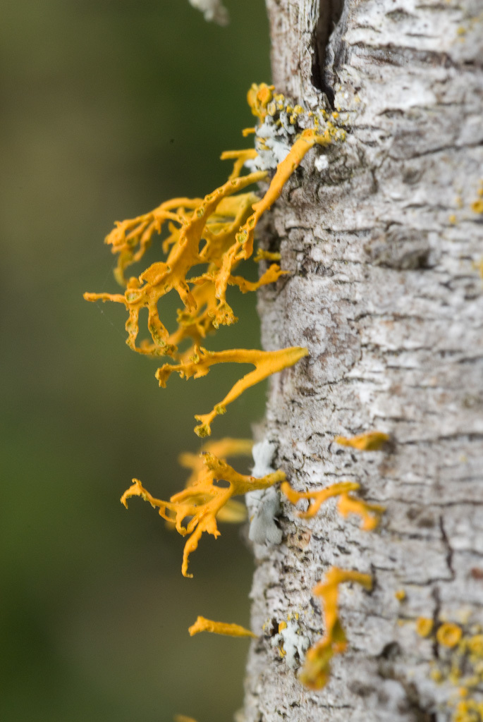 Imagem de <i>Xanthoria polinarioides</i>